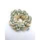 SCR-LINO03-white-green